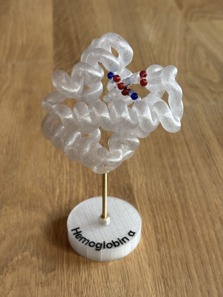3D-Druck des Oxy Haemoglobin